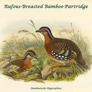 Bambusicola Hyperythra - Rufous-Breasted Bamboo-Partridge by John Gould - Art Print