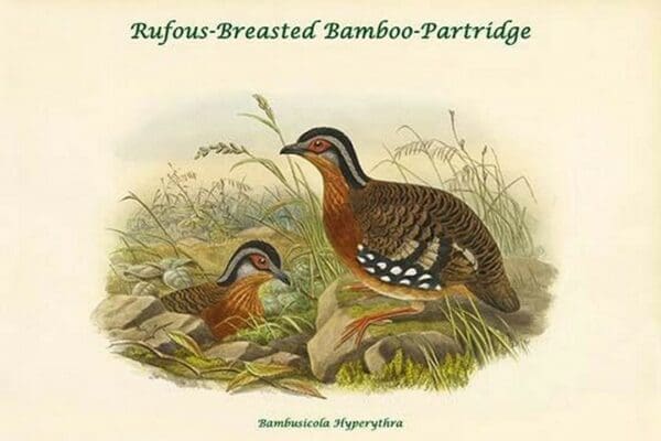 Bambusicola Hyperythra - Rufous-Breasted Bamboo-Partridge by John Gould - Art Print