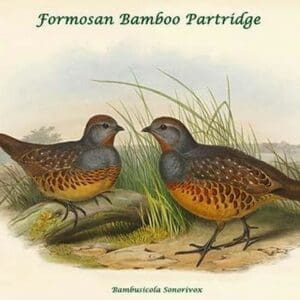 Bambusicola Sonorivox -Formosan Bamboo Partridge by John Gould - Art Print