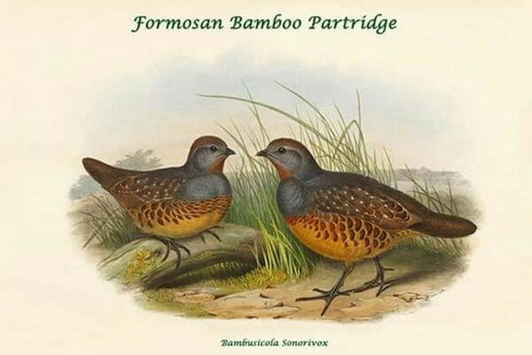 Bambusicola Sonorivox -Formosan Bamboo Partridge by John Gould - Art Print