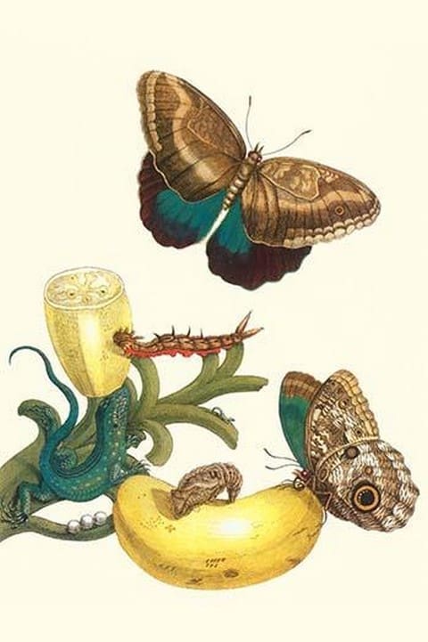 Banana Plant with Teucer Giant Owl Butterfly and a Rainbow whiptail Lizard by Maria Sibylla Merian - Art Print