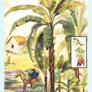 Banana Trees - Art Print