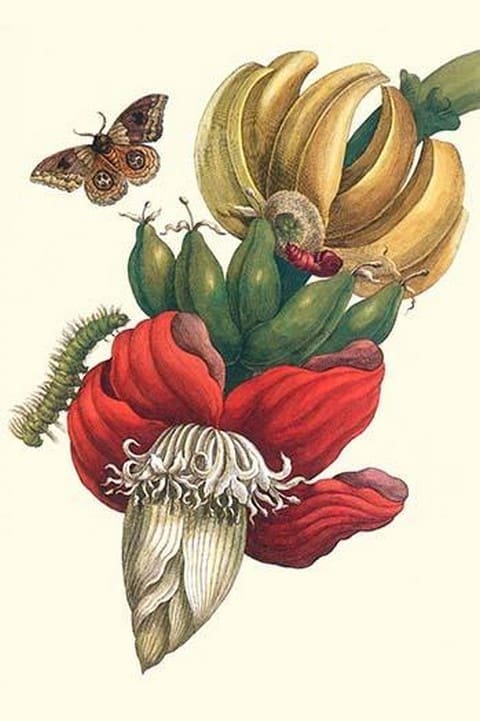 Banana tree & Moths by Maria Sibylla Merian - Art Print