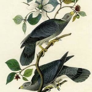 Band Tailed Dove or pigeon by John James Audubon - Art Print