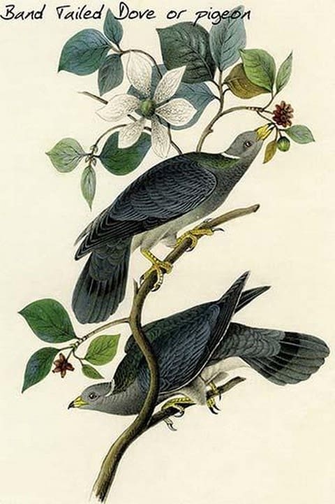 Band Tailed Dove or pigeon by John James Audubon - Art Print