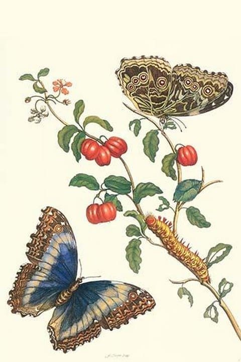 Barbados Cherry Tree with a Moth by Maria Sibylla Merian - Art Print