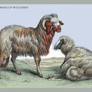 Barbary Breed of Wild Sheep by John Stewart - Art Print