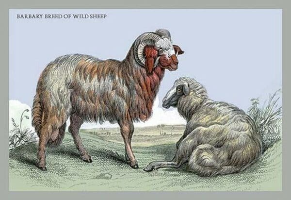 Barbary Breed of Wild Sheep by John Stewart - Art Print