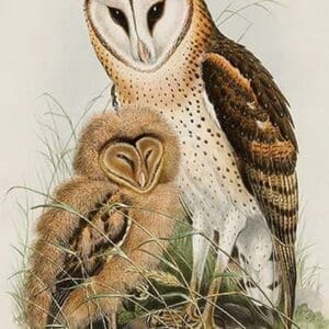 Barn Owl by John Gould - Art Print