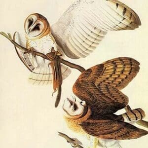 Barn Owl by John James Audubon - Art Print