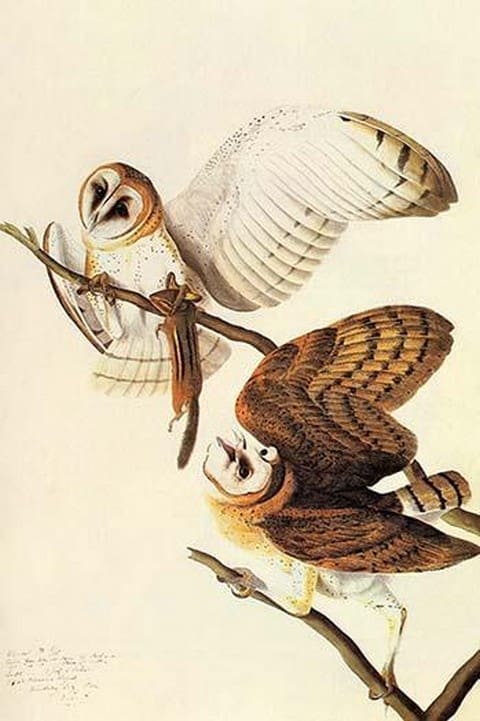 Barn Owl by John James Audubon - Art Print