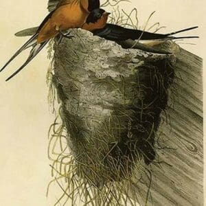 Barn or Chimney Swallow by John James Audubon - Art Print