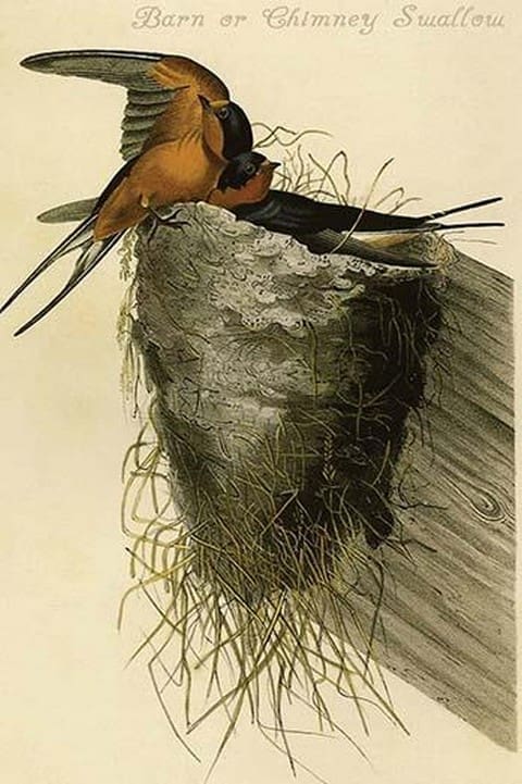 Barn or Chimney Swallow by John James Audubon - Art Print