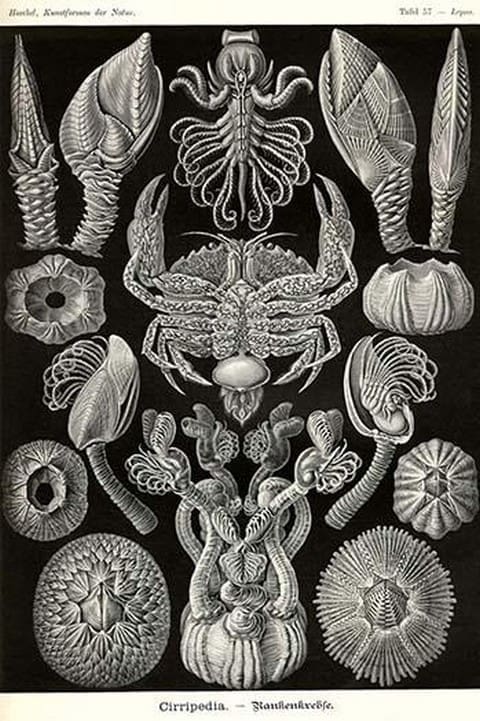 Barnacles by Ernst Haeckel - Art Print