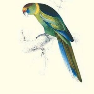 Barnard's Parakeet - Barnardius Zonarius Barnardi by Edward Lear - Art Print