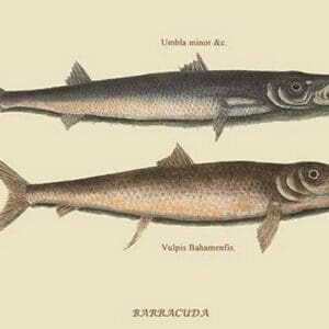 Barracuda by Mark Catesby #2 - Art Print