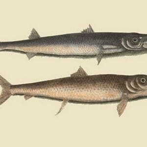 Barracuda by Mark Catesby - Art Print