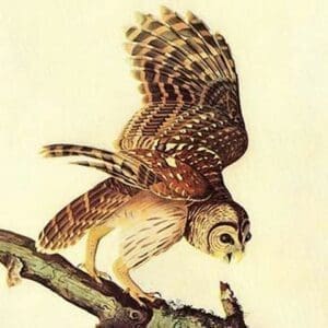 Barred Owl by John James Audubon #2 - Art Print