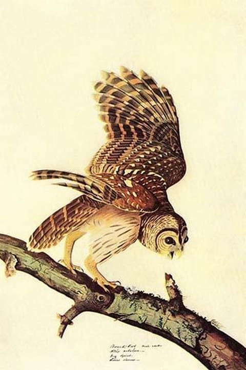 Barred Owl by John James Audubon #2 - Art Print