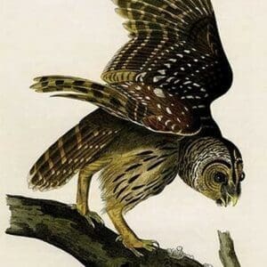 Barred Owl by John James Audubon - Art Print