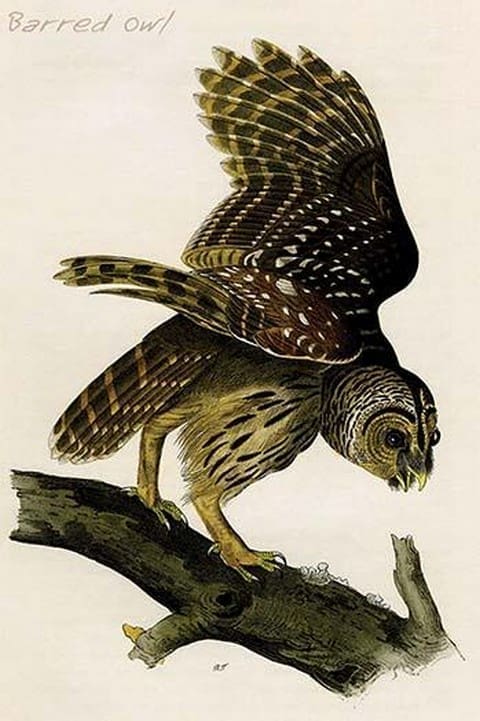 Barred Owl by John James Audubon - Art Print