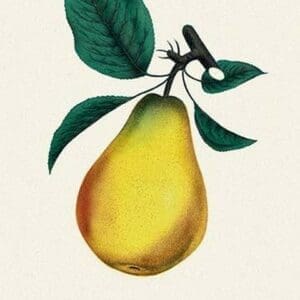 Bartlett Pear - Art Print