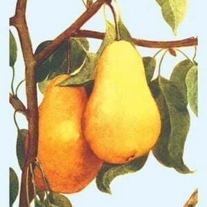 Bartlett Pears - Art Print