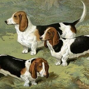 Basset Hounds by Vero Shaw - Art Print