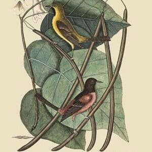 Bastard Baltimore Bird by Mark Catesby #2 - Art Print