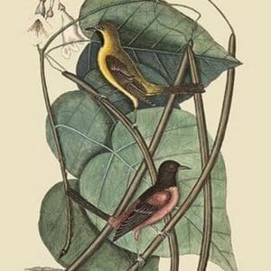 Bastard Baltimore Bird by Mark Catesby - Art Print