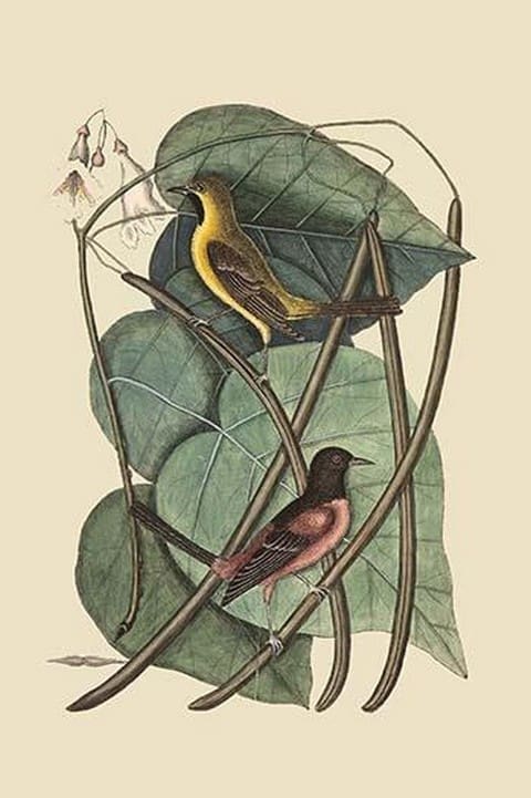 Bastard Baltimore Bird by Mark Catesby - Art Print