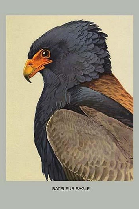 Bateleur Eagle by Louis Agassiz Fuertes #2 - Art Print