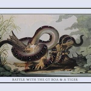 Battle Between the Great Boa and a Tiger by J.H. Clark - Art Print