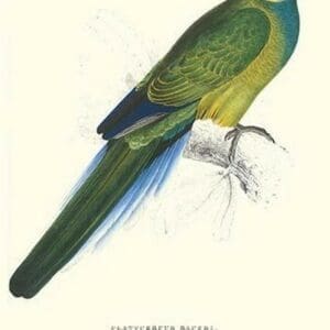 Bauer's Parakeet - Bauer Barnardius Donzarius by Edward Lear - Art Print