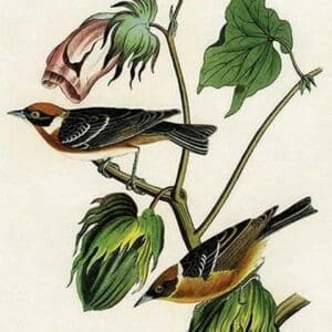 Bay Breasted Wood Warbler by John James Audubon - Art Print