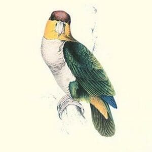 Bay Headed Parrot - Pionites Leucogasper by Edward Lear - Art Print