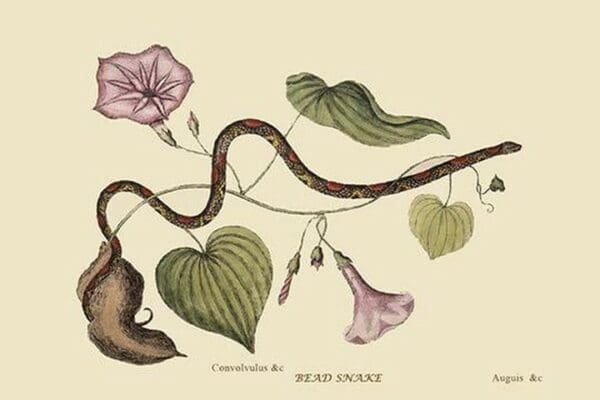 Bead Snake by Mark Catesby #2 - Art Print