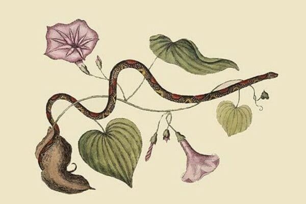 Bead Snake by Mark Catesby - Art Print