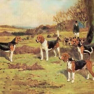 Beagles by  Thomas Ivester Lloyd - Art Print