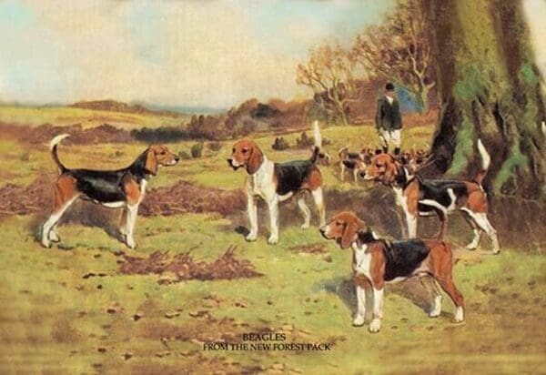 Beagles by  Thomas Ivester Lloyd - Art Print