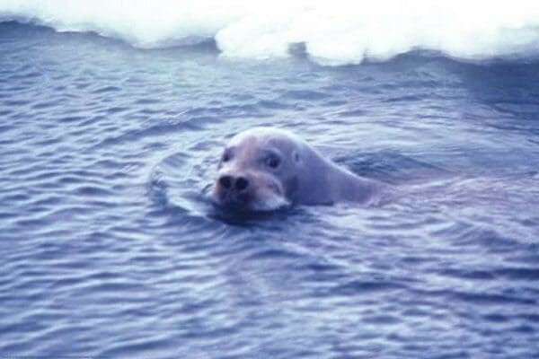 Bearded Seal by Capt. Budd Christman - Art Print