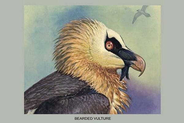 Bearded Vulture by Louis Agassiz Fuertes - Art Print