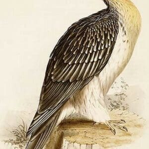 Bearded Vulture or Lemmer Geyer by John Gould - Art Print