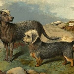 Bedlington & Dinmont Terriers by Vero Shaw - Art Print