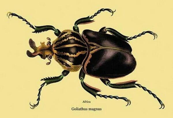 Beetle: African Goliathus Magnus #2 by Sir William Jardine - Art Print