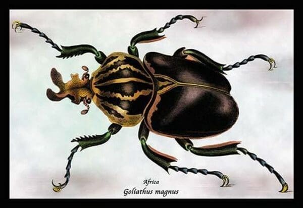 Beetle: African Goliathus Magnus by Sir William Jardine - Art Print