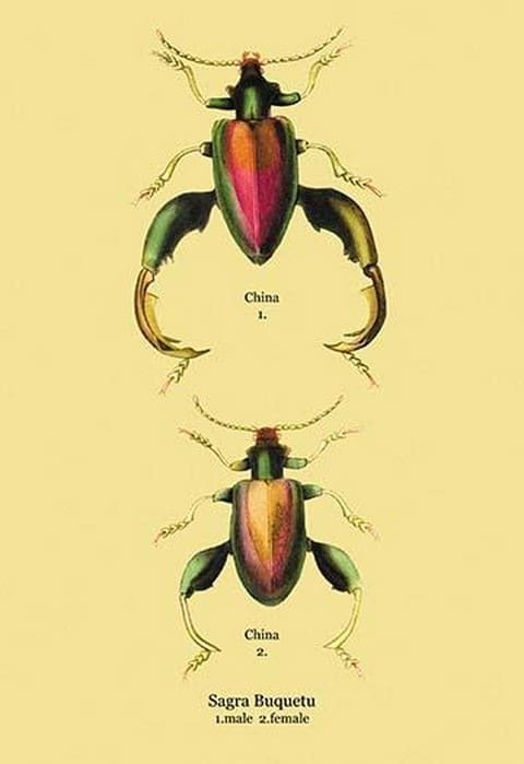 Beetle: Chinese Sagra Buquetu #2 by Sir William Jardine - Art Print