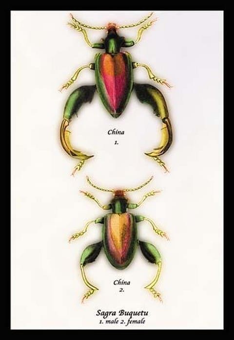 Beetle: Chinese Sagra Buquetu by Sir William Jardine - Art Print