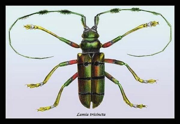 Beetle: Lamia Tricincta by Sir William Jardine - Art Print