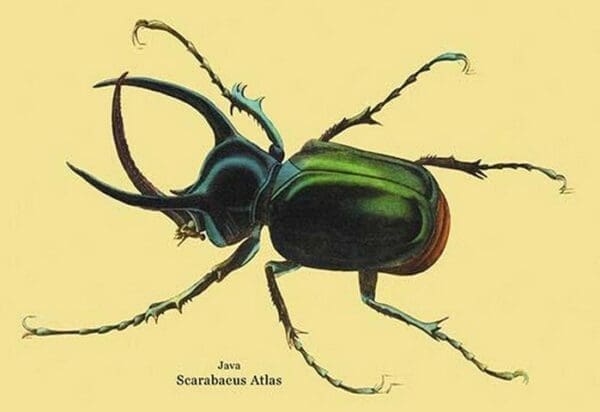 Beetle: Scarabaeus Atlas of Java #2 by Sir William Jardine - Art Print